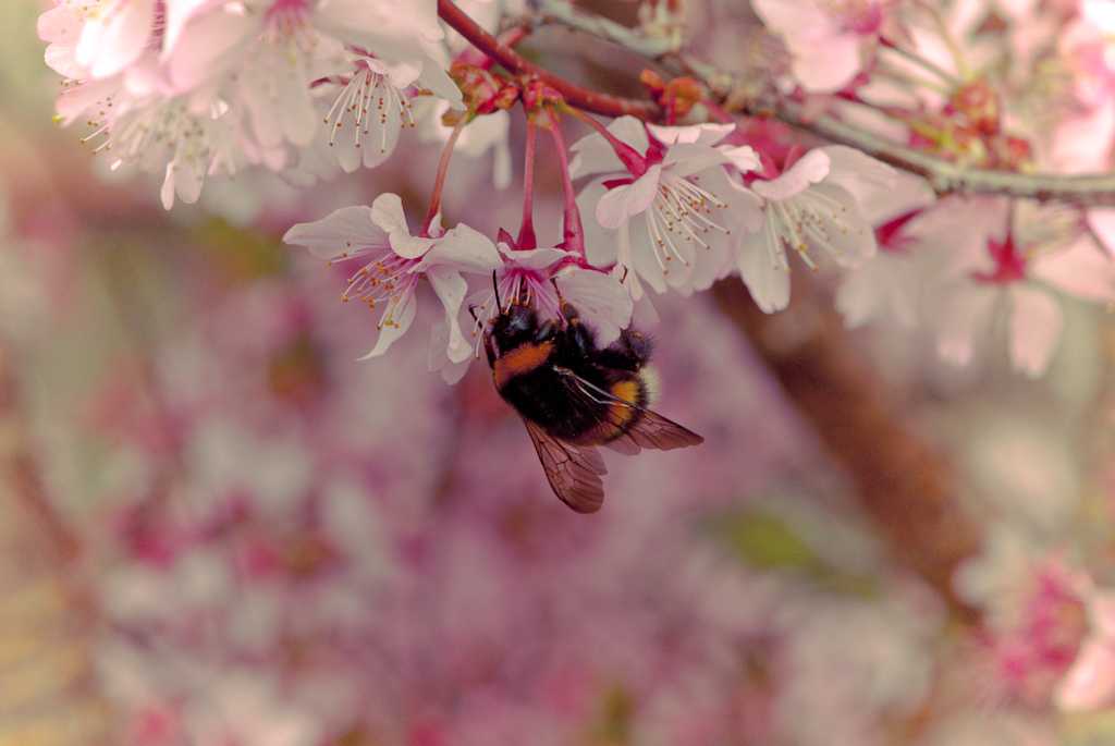 spring blossoms