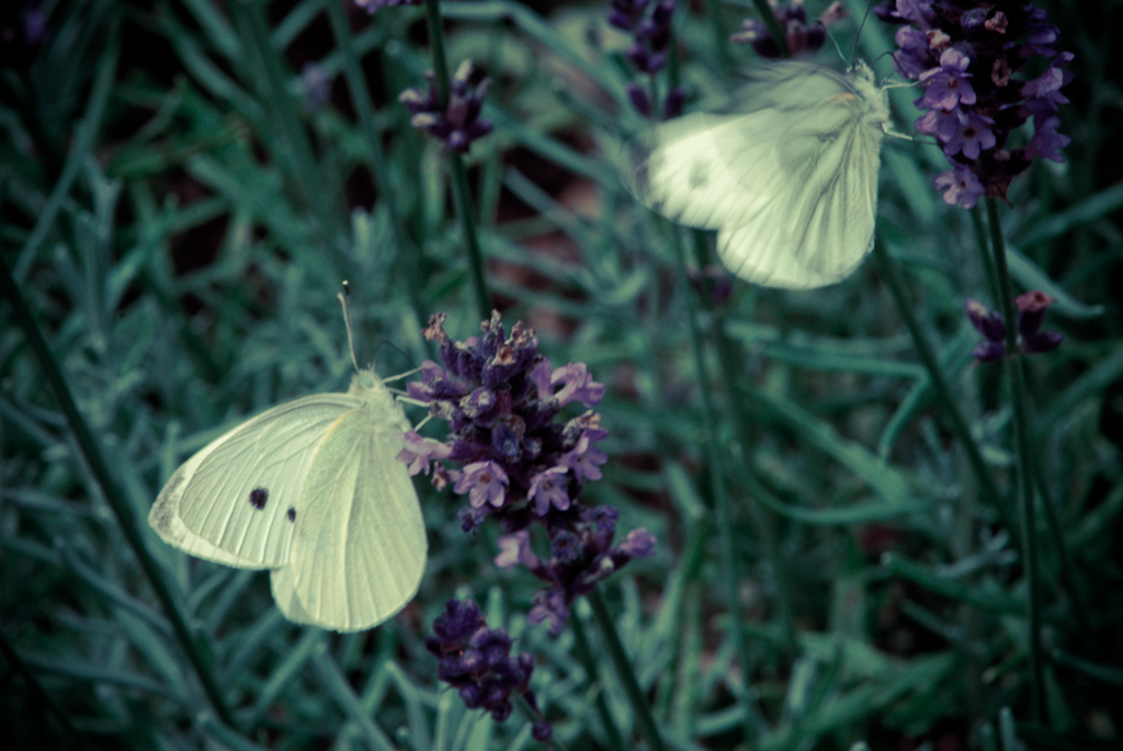 white love